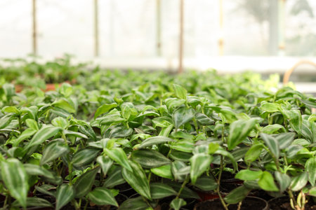 Many pots with soil and fresh seedlings in greenhouse, closeupの写真素材