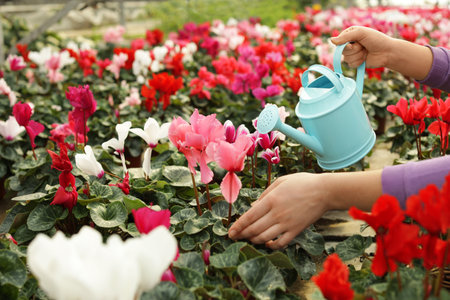 Woman watering blooming flowers in greenhouse, closeup. home gardeningの写真素材