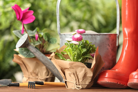 Blooming flowers and gardening equipment on table outdoorsの写真素材