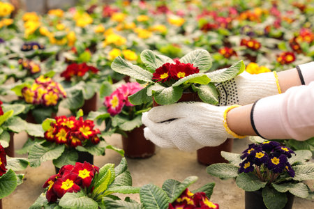 Young woman taking care of blooming flowers, closeup view with space for text. home gardeningの写真素材