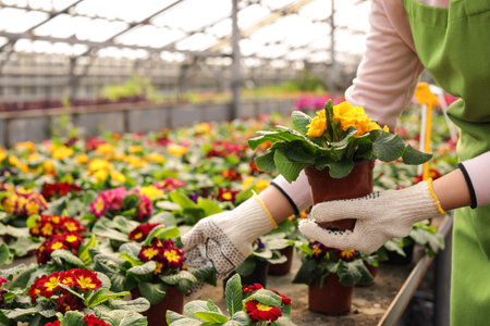 Young woman taking care of flowers in greenhouse, closeup. home gardeningの写真素材