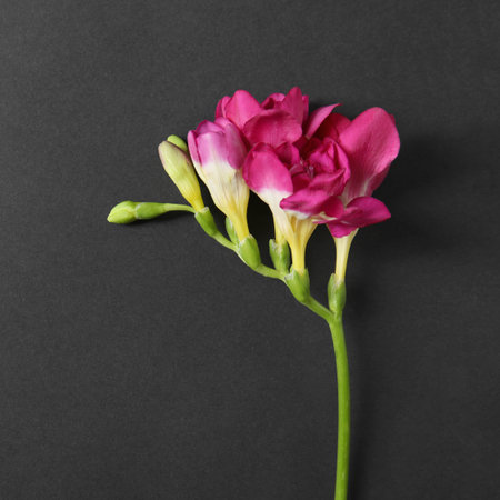 Beautiful bright freesia flower on dark background, top viewの写真素材