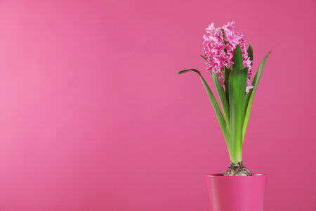 Beautiful hyacinth in pot on color background, space for text. spring flowerの写真素材