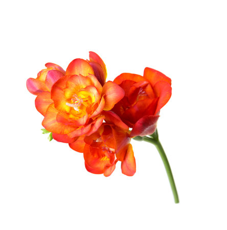 Beautiful spring freesia flower isolated on whiteの写真素材