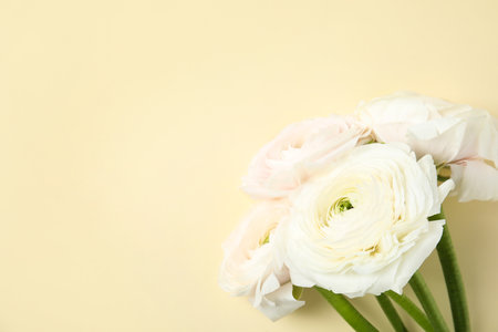 Beautiful ranunculus flowers on color background, top view. Space for textの写真素材