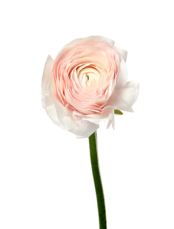 Beautiful spring ranunculus flower isolated on whiteの写真素材