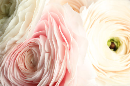 Beautiful delicate spring ranunculus flowers as backgroundの写真素材