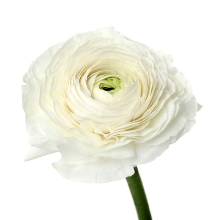 Beautiful spring ranunculus flower isolated on whiteの写真素材
