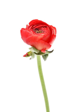 Beautiful spring ranunculus flower isolated on white