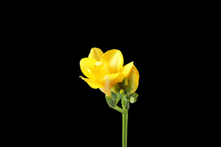 Beautiful freesia with fragrant flowers on black backgroundの写真素材