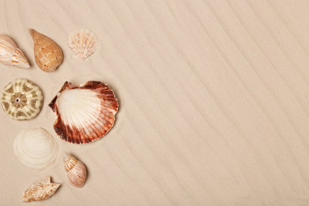 Seashells on beach sand, top view with space for textの写真素材
