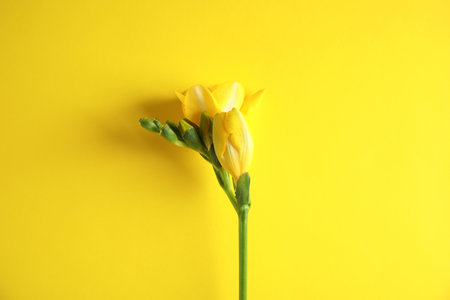 Beautiful freesia with fragrant flowers on color background, top viewの写真素材
