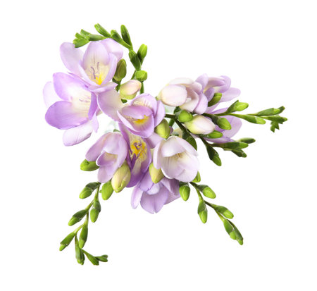 Bouquet of fresh freesia flowers isolated on white, top viewの写真素材