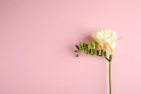 Beautiful freesia with fragrant flowers on color background, top view. Space for textの写真素材