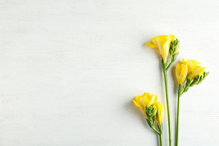 Beautiful fresh freesia flowers on wooden background, flat lay. Space for textの写真素材