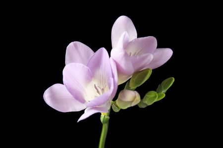 Beautiful freesia with fragrant flowers on black backgroundの写真素材