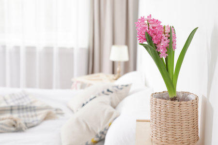 Beautiful hyacinth in wicker pot on table indoors, space for text. spring flowerの写真素材