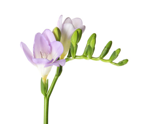Beautiful freesia with fragrant flowers on white backgroundの写真素材