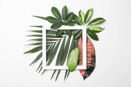 Beautiful composition with tropical leaves and frame on white background, top viewの写真素材