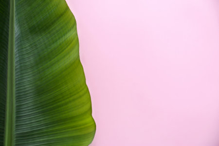 Fresh green banana leaf on color background, top view with space for text. Tropical foliageの写真素材