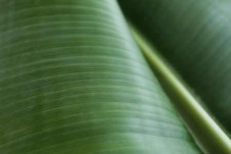 Green banana leaf as background, closeup view. Tropical leavesの写真素材