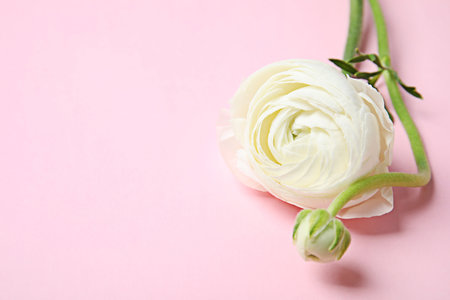Beautiful ranunculus flower on color background. Space for textの写真素材