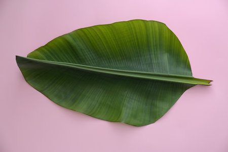 Fresh green banana leaf on color background, top view. Tropical leaves