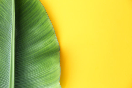 Fresh green banana leaf on color background, top view with space for text. Tropical foliageの写真素材