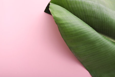 Fresh green banana leaf on color background, space for text. Tropical foliageの写真素材