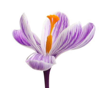 Beautiful spring crocus flower isolated on whiteの写真素材