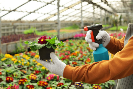 Man taking care of blooming flower in greenhouse, closeup. home gardeningの写真素材