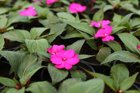 Many blooming flowers growing in pots with soil, closeupの写真素材