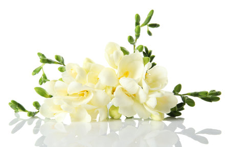 Bouquet of fresh freesia flowers isolated on whiteの写真素材