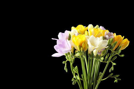 Bouquet of freesia flowers on black background. Space for textの写真素材