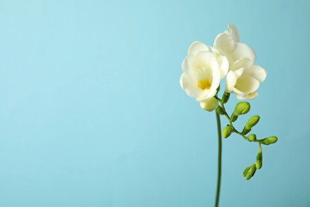 Beautiful freesia with fragrant flowers on color background. Space for textの写真素材