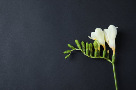 Beautiful freesia with fragrant flowers on dark background, top view. Space for textの写真素材