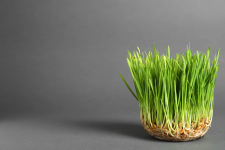 Sprouted wheat grass seeds on gray background, space for textの写真素材