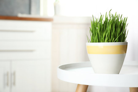 Ceramic pot with fresh wheat grass on table against blurred background, space for textの写真素材