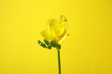 Beautiful freesia with fragrant flowers on color backgroundの写真素材