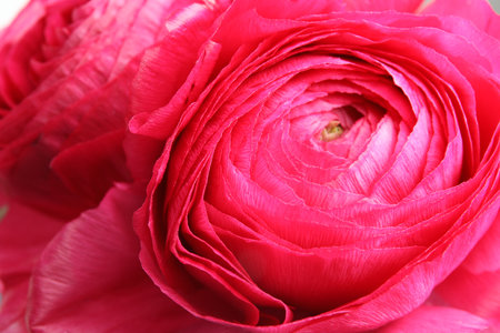 Beautiful bright spring ranunculus flowers as background, closeupの写真素材