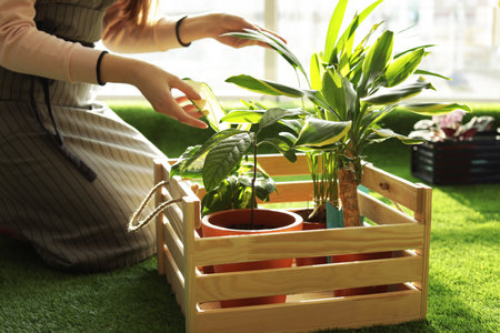 Woman taking care of indoor plants, closeup. home gardeningの写真素材