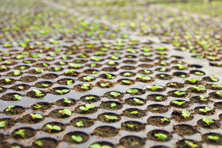 Many fresh seedlings growing in cultivation trays, closeup view. home gardeningの写真素材