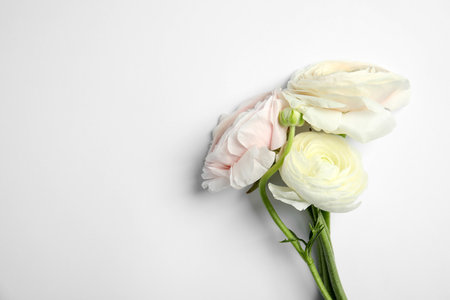 Beautiful ranunculus flowers on white background, top viewの写真素材