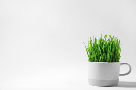 Ceramic cup with fresh wheat grass on white background, space for textの写真素材