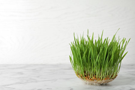 Sprouted wheat grass seeds on table against white background, space for textの写真素材