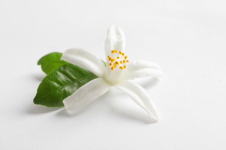 Beautiful blooming citrus flower and leaves on white backgroundの写真素材
