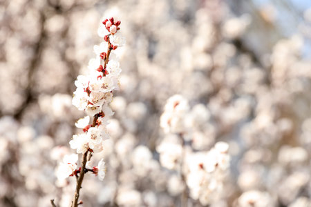 Beautiful apricot tree branch with tiny tender flowers outdoors, space for text. Awesome spring blossomの写真素材