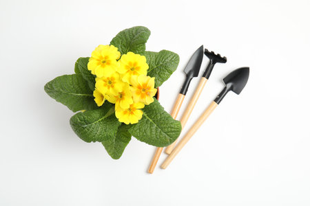 Blooming flowers and gardening equipment on white background, top viewの写真素材