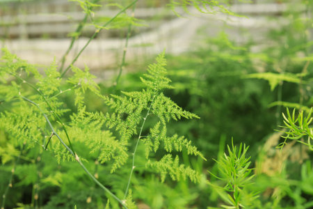 Fresh growing tropical plants on blurred background, closeup. home gardeningの写真素材