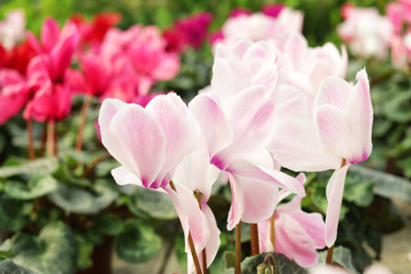 Many fresh blooming flowers, closeup. home gardeningの写真素材
